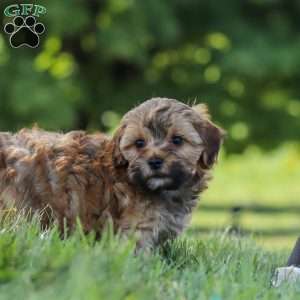 Teddy, Yorkie Poo Puppy